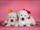 Labrador puppies (pure breed)