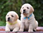 Labrador puppies (pure breed)