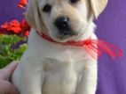 Labrador puppies (pure breed)