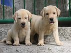 Labrador puppies (pure breed)