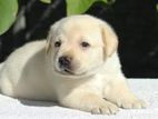 Labrador puppies (pure breed)