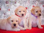 Labrador puppies (pure breed)