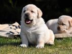 Labrador puppies (pure breed)