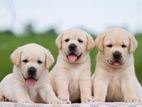 Labrador puppies (pure breed)