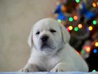 Labrador PUPPIES (PURE BREED)