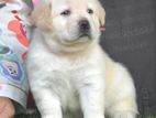 Labrador PUPPIES (PURE BREED)