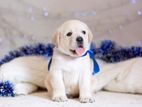 Labrador puppies (pure breed)