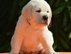 Labrador puppies (Pure Breed )