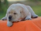 Labrador puppies ( pure breed)