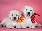 Labrador puppies (Pure Breed)