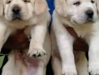 Labrador puppies (pure breed)