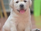 Labrador puppies pure breed