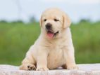 Labrador puppies (pure breed)