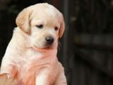 Labrador puppies (pure breed)