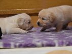 Labrador Puppies (Pure Breed)