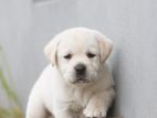 Labrador Puppies (Pure Breed)