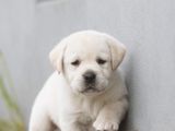 Labrador Puppies (Pure Breed)