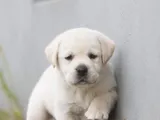 Labrador Puppies (Pure Breed)