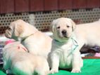 Labrador Puppies (pure Breed)