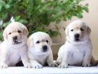 Labrador Puppies (Pure Breed)