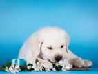 Labrador Puppies (pure Breed)