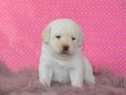 Labrador Puppies (pure Breed)