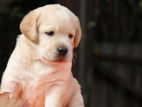 Labrador Puppies (pure Breed)