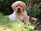 Labrador Puppies (pure Breed)