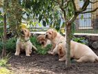 Labrador Puppies (Pure Breed)