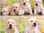 Labrador Puppies (Pure Breed)