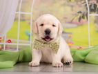 Labrador puppies (pure breed)