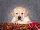 Labrador Puppies (Pure Breed)