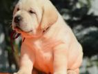 Labrador Puppies (Pure Breed)