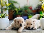 Labrador puppies (pure breed)