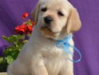 Labrador Puppies (pure Breed)