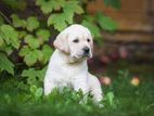 Labrador puppies (pure breed)