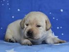 Labrador Puppies (pure Breed)