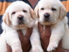 Labrador Puppies (pure Breed)