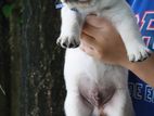 Labrador puppies (pure breed)