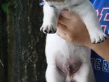 Labrador puppies (pure breed)