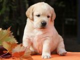 Labrador puppies (pure breed)