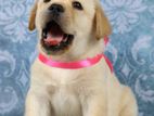 Labrador puppies (pure breed)