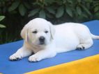 Labrador puppies (pure breed)