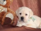 Labrador puppies (pure breed)