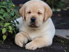 Labrador puppies (pure breed)