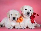Labrador puppies (pure breed)