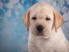 Labrador puppies (pure breed)