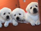 Labrador puppies (pure breed)
