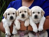 Labrador puppies (pure breed)