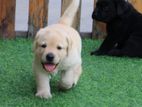 Labrador puppies (pure breed)